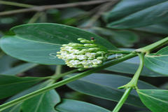 Canthium dicoccum var. umbellatum
